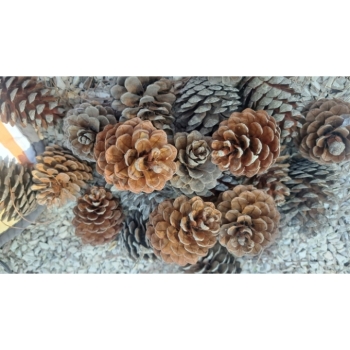  10 St. Zapfen Kieferzapfen Naturbastelmaterial