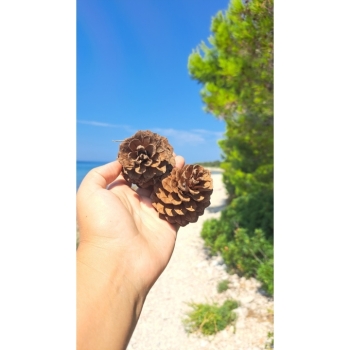 Kaufen Kiefernzapfen Zapfen Tannenbaum Zapfen Tannenzapfen. Bild 2