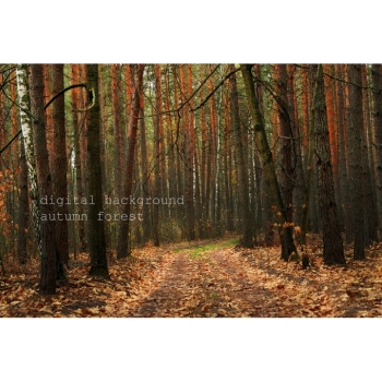 Digitaler Herbstwald Hintergrund – Waldweg, Herbstlaub & natürliche Fotokulisse. Bild 6 Kaufen Digitaler Herbstwald Hintergrund mit Waldwegen, buntem Herbstlaub und Bäumen in warmen Gelb-, Orange-, Rot- und Grüntönen. Bild 6