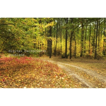 Digitaler Herbstwald Hintergrund – Waldweg, Herbstlaub & natürliche Fotokulisse. Bild 10 Kaufen Digitaler Herbstwald Hintergrund mit Waldwegen, buntem Herbstlaub und Bäumen in warmen Gelb-, Orange-, Rot- und Grüntönen. Bild 10