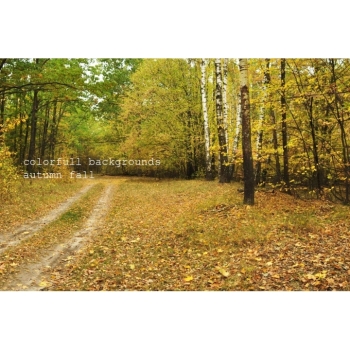 Digitaler Herbstwald Hintergrund – Waldweg, Herbstlaub & natürliche Fotokulisse. Bild 12 Kaufen Digitaler Herbstwald Hintergrund mit Waldwegen, buntem Herbstlaub und Bäumen in warmen Gelb-, Orange-, Rot- und Grüntönen. Bild 12