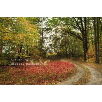 Digitaler Herbstwald Hintergrund – Waldweg, Herbstlaub & natürliche Fotokulisse. Bild 13 Kaufen Digitaler Herbstwald Hintergrund mit Waldwegen, buntem Herbstlaub und Bäumen in warmen Gelb-, Orange-, Rot- und Grüntönen. Bild 13
