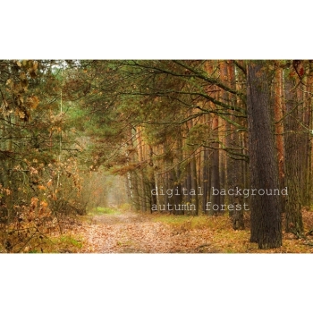 Digitaler Herbstwald Hintergrund – Waldweg, Herbstlaub & natürliche Fotokulisse. Bild 8 Kaufen Digitaler Herbstwald Hintergrund mit Waldwegen, buntem Herbstlaub und Bäumen in warmen Gelb-, Orange-, Rot- und Grüntönen. Bild 8