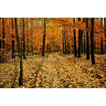 Digitaler Herbstwald Hintergrund – Waldweg, Herbstlaub & natürliche Fotokulisse. Bild 17 Kaufen Digitaler Herbstwald Hintergrund mit Waldwegen, buntem Herbstlaub und Bäumen in warmen Gelb-, Orange-, Rot- und Grüntönen. Bild 17