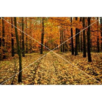 Digitaler Herbstwald Hintergrund – Waldweg, Herbstlaub & natürliche Fotokulisse. Bild 15 Kaufen Digitaler Herbstwald Hintergrund mit Waldwegen, buntem Herbstlaub und Bäumen in warmen Gelb-, Orange-, Rot- und Grüntönen. Bild 15