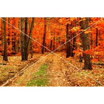 Digitaler Herbstwald Hintergrund – Waldweg, Herbstlaub & natürliche Fotokulisse. Bild 14 Kaufen Digitaler Herbstwald Hintergrund mit Waldwegen, buntem Herbstlaub und Bäumen in warmen Gelb-, Orange-, Rot- und Grüntönen. Bild 14