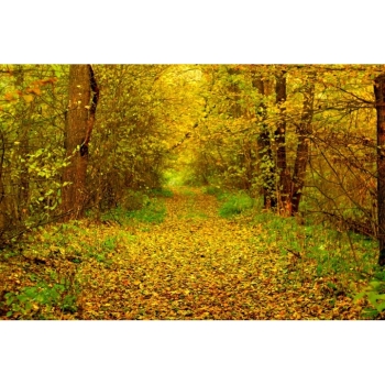 Digitaler Herbstwald Hintergrund – Waldweg, Herbstlaub & natürliche Fotokulisse. Bild 10 Kaufen Digitaler Herbstwald Hintergrund mit Waldwegen, buntem Herbstlaub und Bäumen in warmen Gelb-, Orange-, Rot- und Grüntönen. Bild 10
