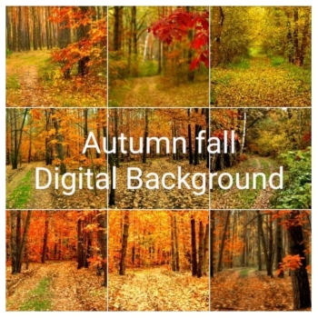 Digitaler Herbstwald Hintergrund – Waldweg, Herbstlaub & natürliche Fotokulisse. Bild 8 Kaufen Digitaler Herbstwald Hintergrund mit Waldwegen, buntem Herbstlaub und Bäumen in warmen Gelb-, Orange-, Rot- und Grüntönen. Bild 8