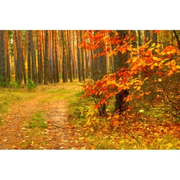 Digitaler Herbstwald Hintergrund – Waldweg, Herbstlaub & natürliche Fotokulisse. Bild 4 Kaufen Digitaler Herbstwald Hintergrund mit Waldwegen, buntem Herbstlaub und Bäumen in warmen Gelb-, Orange-, Rot- und Grüntönen. Bild 4