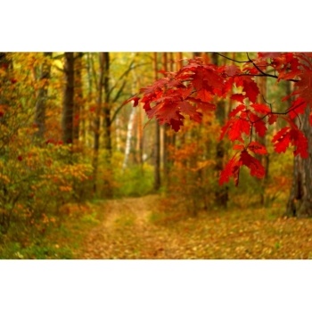 Digitaler Herbstwald Hintergrund – Waldweg, Herbstlaub & natürliche Fotokulisse. Bild 3 Kaufen Digitaler Herbstwald Hintergrund mit Waldwegen, buntem Herbstlaub und Bäumen in warmen Gelb-, Orange-, Rot- und Grüntönen. Bild 3